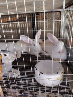 Срочно продаются кролики