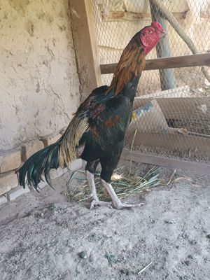 Dakan xoroz