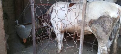 Buqa sotiladi. Xali yosh