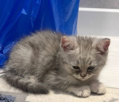 Котята Скотиш Страйт