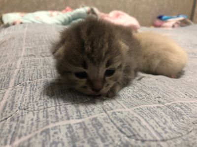 Продаются породистые вислоухие котята