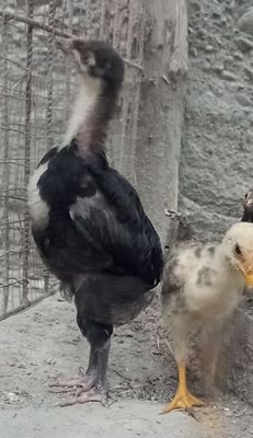 Gigant Qora shaxzoda jójasi