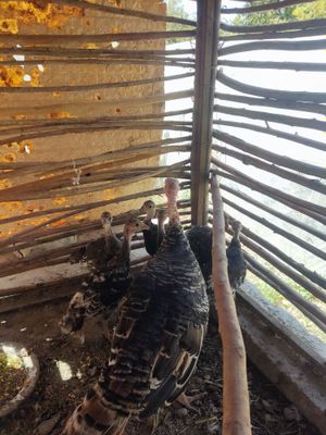 Ona bola kurkalar sotiladi