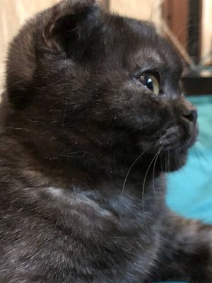 Продается кошка вислаухий скотиш фолд