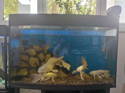 Продаётся аквариум в хорошем состояние вместе с рыбами.