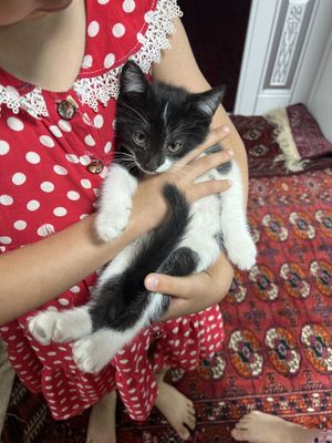 Mushukcha oq va qorali