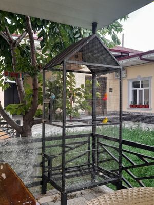 Papugay va qafas sotiladi
