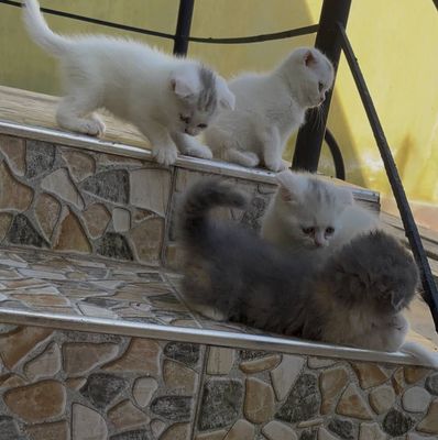 Котята от правильной вязки