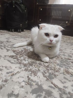 Скотиш фолд мама 6тирых котят