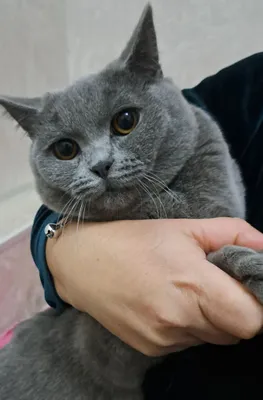 British short hair cat srochno sotiladi