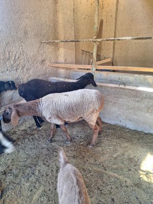 Qoyla sotiladi urg'ochi