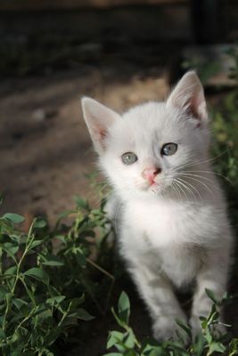 Отдаю котенка мальчика в добрые руки