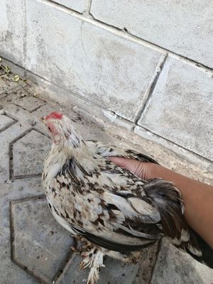 Uyda boqilgan tovuqlar va ho'rozlar