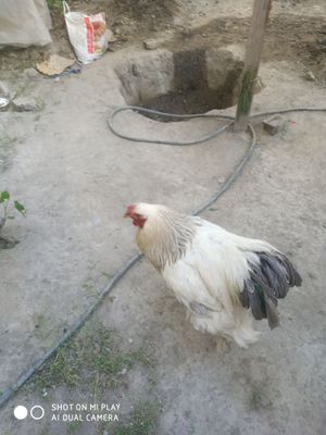 Toza brama xõroz