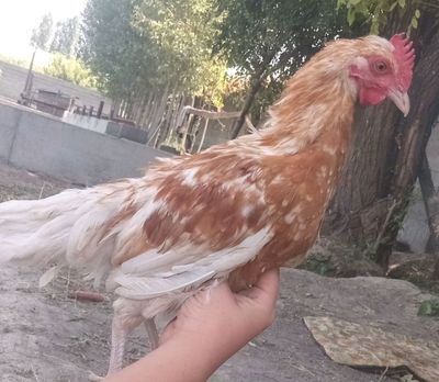 xoroz