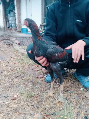 Dakan 4 oyli sotiladi