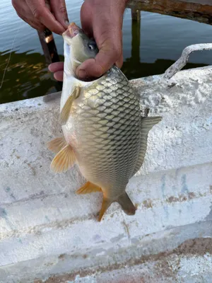 Сазан / Толстолоб / Беламур — сифатли балиқлар!