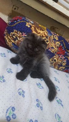 ПРОДАЁТСЯ КОШКА. Mushuk sotiladi 2 oylik
