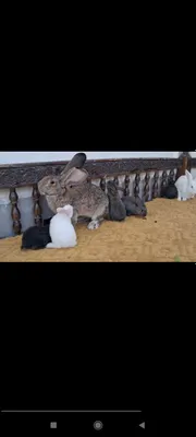 Quyon bolalari sotiladi holati ideal ota flandr ona hikol