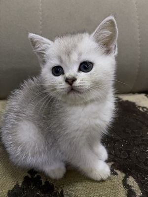 Красавчик британский серебристый шиншила