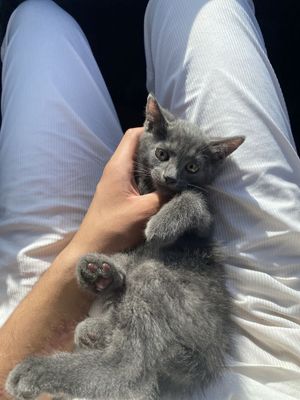 Скотиш страйт зотдор