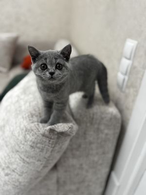Британская короткошёрстная кошка (British Shorthair)