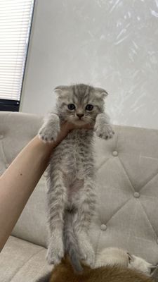 scottish fold srochno sotiladi