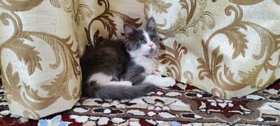 3 oylik mushuk sotiladi