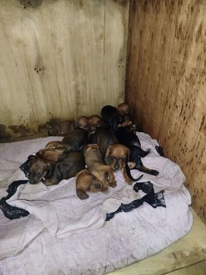 Продаются щенки таксы.