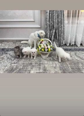 Продаётся котёнок породистый