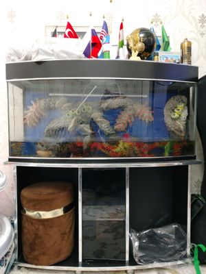 akvarium