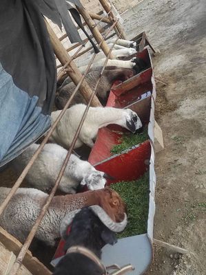 Qaraquloq qizil quyla.