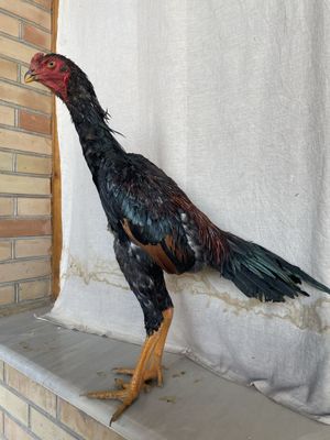 O shamo zot juja aprelskiy narxi 800 ming