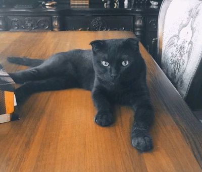 потерялся кот