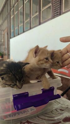 Котята в хорошие руки