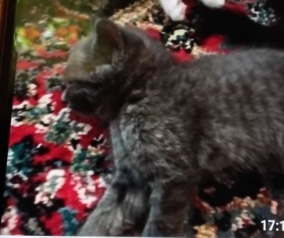 Котёнок русско голубого окраса