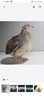 Bedanalar sotiladi