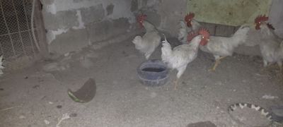 Xurozchalar sotiladi