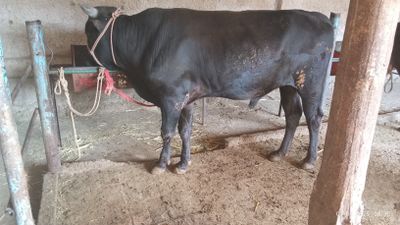 Qora va qirgʻiz paroda buqala narhi har biri 22 million dan