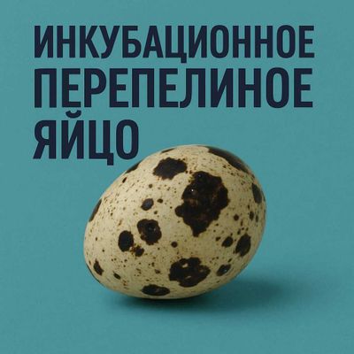 Инкубационное Перепелиное Яйцо