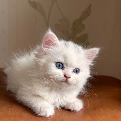 шотландские мушукчалар