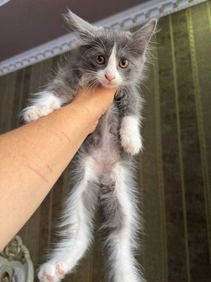 Turk angora mushugi sotiladi