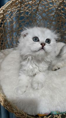 Продаётся чистокровный скоттиш-фолд мальчик