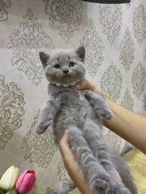 Скотиш страйт Британский