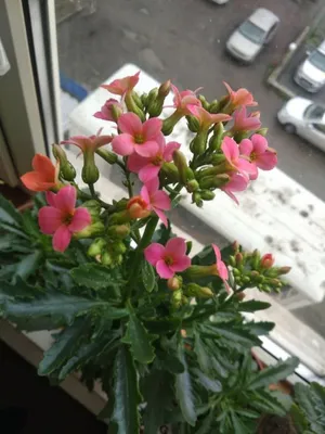 Оленьи рога -домашние цветы, красивые