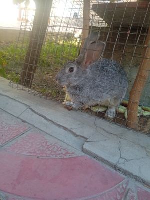 Quyon tez sotiladi