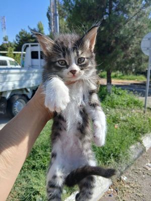 Продаётся котята