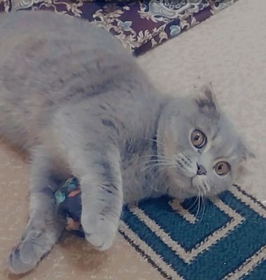 Шотландская вислоухая кошка