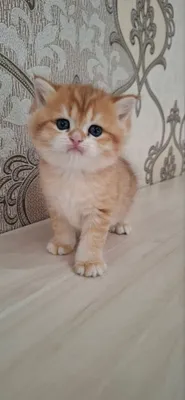 Британские котята шиншиллы