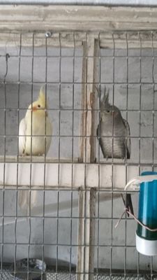 карело нар сотилади
